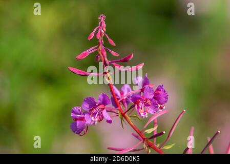 Rosebay willowherb, Chipping, Preston, Lancashire, Royaume-Uni Banque D'Images