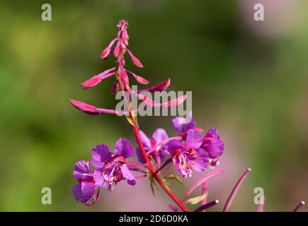 Rosebay willowherb, Chipping, Preston, Lancashire, Royaume-Uni Banque D'Images