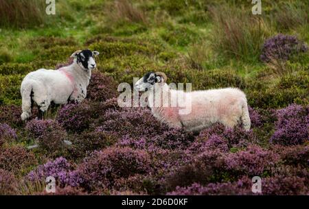 Un jour terne, brumeux et pluvieux faisant ressortir les couleurs de la bruyère en fleur à Harrisend est tombé, près de Lancaster, dans le Lancashire. Banque D'Images