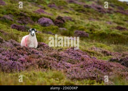 Un jour terne, brumeux et pluvieux faisant ressortir les couleurs de la bruyère en fleur à Harrisend est tombé, près de Lancaster, dans le Lancashire. Banque D'Images