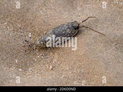 A Common Sea Slater, Arnside, Cumbria, Royaume-Uni Banque D'Images