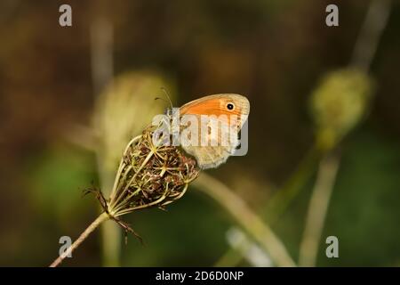 Spécimen isolé de prairie brune (Maniola jurtina) sur feuilles vertes et fleurs sur fond naturel. Banque D'Images