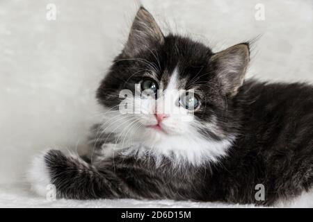 Portrait d'un chaton forestier norvégien à cheveux longs sur blanc couverture Banque D'Images