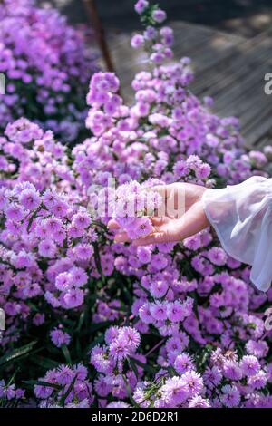 Les mains des femmes touchent des fleurs violettes dans les champs. Banque D'Images