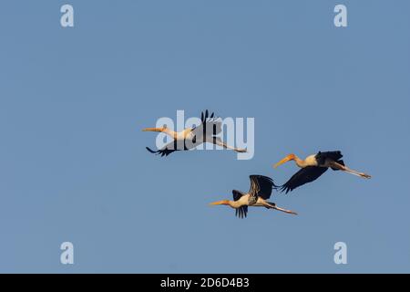 Groupe de cigognes peintes (Mycteria leucocephala) volant dans le ciel un matin ensoleillé dans le sanctuaire d'oiseaux de Bharatpur à Rajasthan, inde Banque D'Images