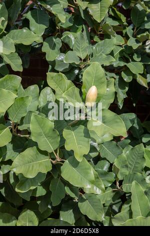 Magnolia delavayi / le magnolia de Delavay Banque D'Images