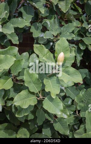 Magnolia delavayi / le magnolia de Delavay Banque D'Images