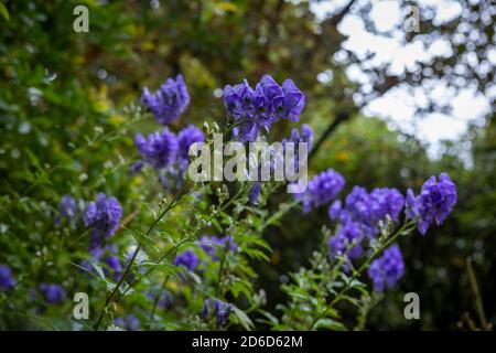 Aconitum carmichaelii (Groupe Arendsii) 'Arendsii' / capot de moine 'Arendsii' en fleur Banque D'Images