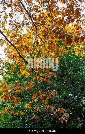 Quercus rubra / feuilles de chêne rouge en automne avec evergreen arrière-plan Banque D'Images