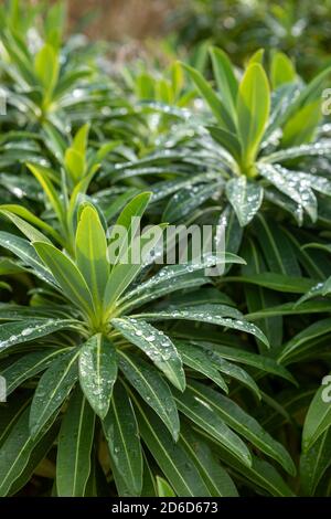 Euphorbia x pasteurii 'John Phillips' / spheup avec des gouttelettes d'eau sur les feuilles après la pluie Banque D'Images