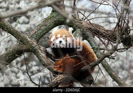 29.03.2019, Berlin, , Allemagne - Little Panda. 00S190329D077CAROEX.JPG [AUTORISATION DU MODÈLE: NON, AUTORISATION DU PROPRIÉTAIRE: NON (c) caro images / Sorge, http://www.car Banque D'Images