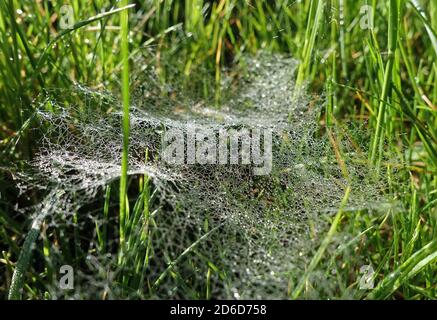 05.05.2020, Neuenhagen, Brandebourg, Allemagne - les gouttes de rosée se sont coincées dans le web d'une araignée. 00S200505D261CAROEX.JPG [VERSION DU MODÈLE : NON APPLICABLE, PRO Banque D'Images