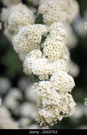 16.05.2020, Berlin, , Allemagne - floraison de la boule de neige. 00S200516D368CAROEX.JPG [AUTORISATION DU MODÈLE : NON APPLICABLE, AUTORISATION DU PROPRIÉTAIRE : NON (c) image de CARO Banque D'Images