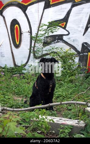 26.05.2020, Berlin, , Allemagne - schnauzer géant assis sur un terrain de jachère devant un mur recouvert de graffiti. 00S200526D419CAROEX.JPG [MODÈLE RELE Banque D'Images