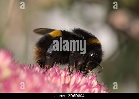 Bumble Bee avec pollen (vue latérale), Écosse Banque D'Images