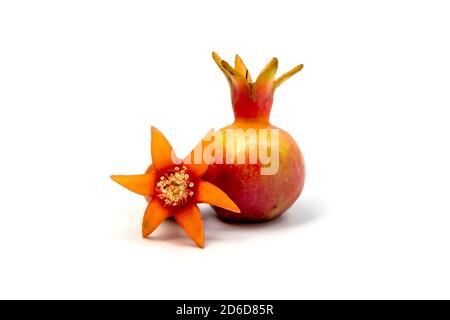 Grenade (Punica granatum var. Nana ) fleurs et fruits sur fond blanc Banque D'Images