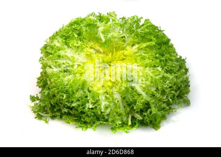Endive (Cichorium endivia var. Crispum) sur fond blanc Banque D'Images