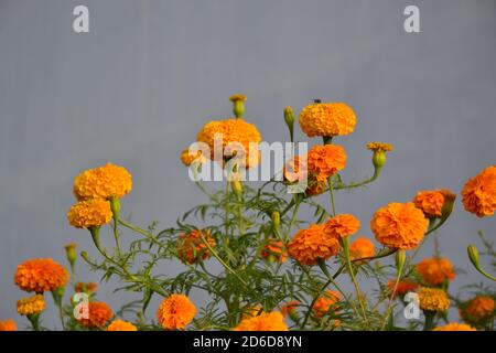 Fleurs Marigold. Emplacement de l'image: Katmandou, Népal Banque D'Images