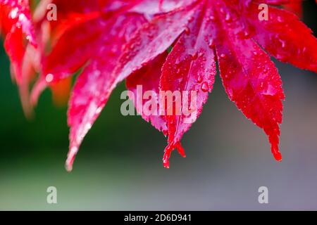 Vue rapprochée des gouttelettes d'eau de pluie et d'eau de rosée sur les feuilles d'un érable japonais (Acer palmatum) rouge écarlate, Surrey, Angleterre Banque D'Images