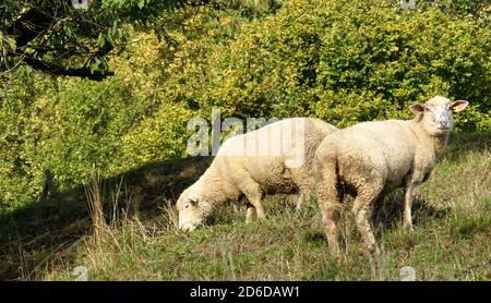 Deux moutons mérinos broutant une pente herbeuse parmi les vignobles de Weinfelden, région viticole en Suisse. Banque D'Images