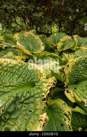 HostA Tokudama dans la décoration de fin d'été Banque D'Images