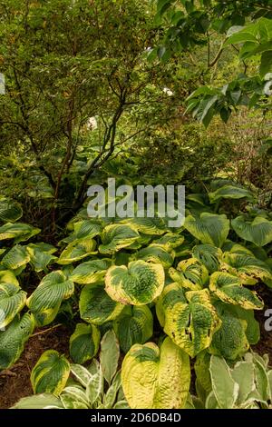 HostA Tokudama dans la décoration de fin d'été Banque D'Images