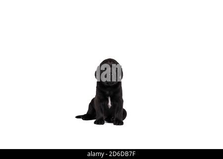 chiot labrador de 5 semaines isolé sur fond blanc assis Banque D'Images