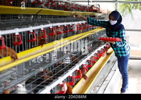 Bogor, Indonésie. 16 octobre 2020. Un jeune entrepreneur, Pradizzia Triane (23), recueille des oeufs pour les vendre à la ferme avicole (ferme Ichick) à Bogor, Java-Ouest, Indonésie, le 16 octobre 2020. La ferme avicole avec une population de 300 poules pondeuses est capable de produire 200 à 250 oeufs de poulet. Pour les jeunes qui rêvent de gérer leur propre entreprise agricole, se lancer dans la volaille pourrait être un moyen idéal de construire de l'argent et de l'expérience. (Photo par Adrian/INA photo Agency/Sipa USA) crédit: SIPA USA/Alay Live News Banque D'Images