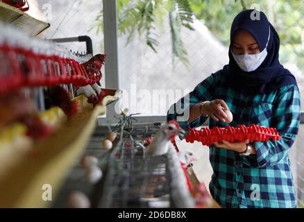 Bogor, Indonésie. 16 octobre 2020. Un jeune entrepreneur, Pradizzia Triane (23), recueille des oeufs pour les vendre à la ferme avicole (ferme Ichick) à Bogor, Java-Ouest, Indonésie, le 16 octobre 2020. La ferme avicole avec une population de 300 poules pondeuses est capable de produire 200 à 250 oeufs de poulet. Pour les jeunes qui rêvent de gérer leur propre entreprise agricole, se lancer dans la volaille pourrait être un moyen idéal de construire de l'argent et de l'expérience. (Photo par Adrian/INA photo Agency/Sipa USA) crédit: SIPA USA/Alay Live News Banque D'Images