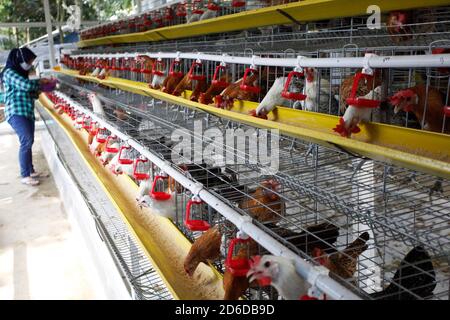 Bogor, Indonésie. 16 octobre 2020. Un jeune entrepreneur, Pradizzia Triane (23), recueille des oeufs pour les vendre à la ferme avicole (ferme Ichick) à Bogor, Java-Ouest, Indonésie, le 16 octobre 2020. La ferme avicole avec une population de 300 poules pondeuses est capable de produire 200 à 250 oeufs de poulet. Pour les jeunes qui rêvent de gérer leur propre entreprise agricole, se lancer dans la volaille pourrait être un moyen idéal de construire de l'argent et de l'expérience. (Photo par Adrian/INA photo Agency/Sipa USA) crédit: SIPA USA/Alay Live News Banque D'Images