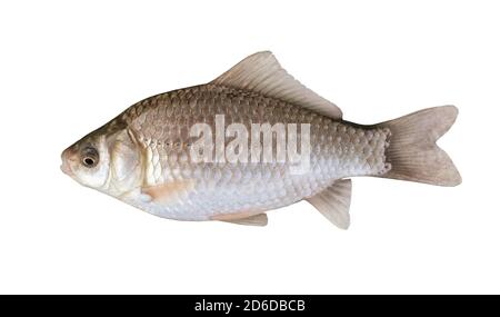 Vue latérale de la carpe prussienne argentée (Carassius gibelio) isolé sur blanc Banque D'Images