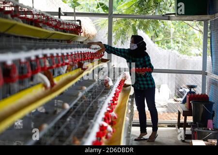 Bogor, Indonésie. 16 octobre 2020. Un jeune entrepreneur, Pradizzia Triane (23), recueille des oeufs pour les vendre à la ferme avicole (ferme Ichick) à Bogor, Java-Ouest, Indonésie, le 16 octobre 2020. La ferme avicole avec une population de 300 poules pondeuses est capable de produire 200 à 250 oeufs de poulet. Pour les jeunes qui rêvent de gérer leur propre entreprise agricole, se lancer dans la volaille pourrait être un moyen idéal de construire de l'argent et de l'expérience. (Photo par Adrian/INA photo Agency/Sipa USA) crédit: SIPA USA/Alay Live News Banque D'Images