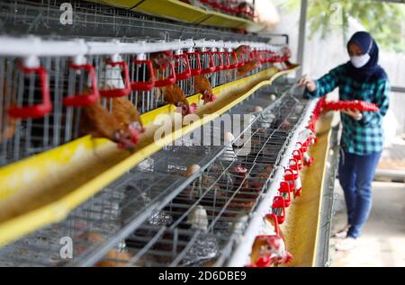 Bogor, Indonésie. 16 octobre 2020. Un jeune entrepreneur, Pradizzia Triane (23), recueille des oeufs pour les vendre à la ferme avicole (ferme Ichick) à Bogor, Java-Ouest, Indonésie, le 16 octobre 2020. La ferme avicole avec une population de 300 poules pondeuses est capable de produire 200 à 250 oeufs de poulet. Pour les jeunes qui rêvent de gérer leur propre entreprise agricole, se lancer dans la volaille pourrait être un moyen idéal de construire de l'argent et de l'expérience. (Photo par Adrian/INA photo Agency/Sipa USA) crédit: SIPA USA/Alay Live News Banque D'Images