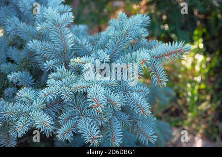 Épinette bleue dans le magasin de jardin. Gros plan sur les branches d'épinette bleue. Plante de conifères qui décorent le paysage. Boutique de jardin. Banque D'Images