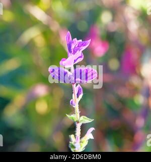 Fleur violette en fleur sur fond flou et lumineux. Lumière vive du soleil sur les pétales de la fleur violette au printemps. Gros plan. Banque D'Images