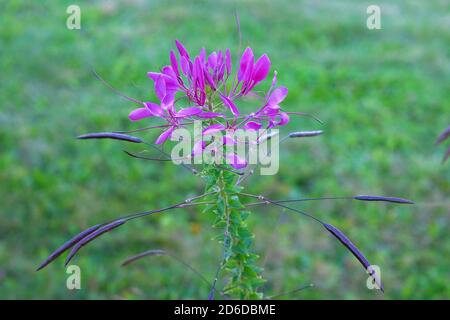 Fleur pourpre en fleur sur fond vert flou. Pétales de fleur violette au printemps. Gros plan. Banque D'Images