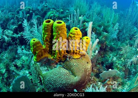 Éponges à tube jaune (Aplysina fistularis) sur le corail cérébral (Diplora strigosa) dans un champ de gorgoniens Banque D'Images