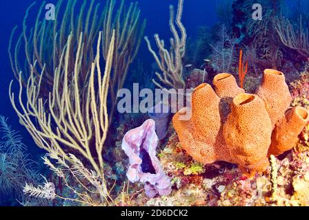 Gorgoniens, éponges de vase sur le récif Banque D'Images