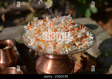 Fleurs dans l'assiette: Le jasmin ou Parijat à floraison nocturne ou hengra bubar ou Shiuli est une espèce de Nyctanthes originaire de l'Asie du Sud et de l'Asie du Sud-est. Banque D'Images