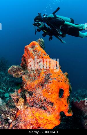Plongeur sur grande éponge orange éléphant (Agelas clathrodes) Banque D'Images