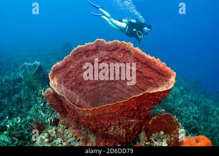 Plongée sous-marine sur éponge géante rouge Banque D'Images