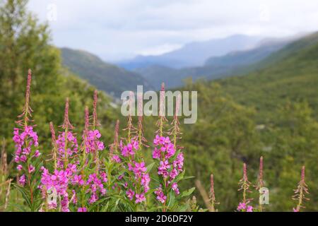 Norvège nature - montagnes Jotunheimen paysage d'été. Vallée de Leirdalen et fleurs d'herbes. Banque D'Images