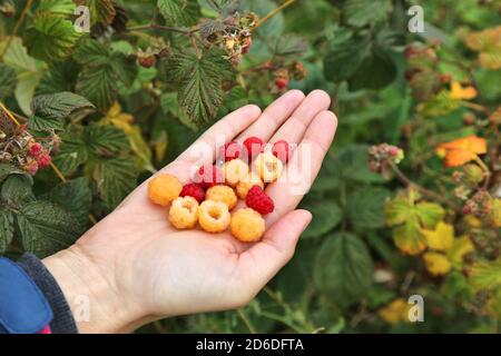 Baies de forêt d'été en Norvège. Framboise sauvage : cultivars rouge et jaune. Banque D'Images