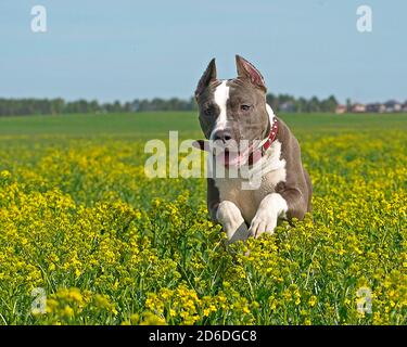 Le terrier américain du staffordshire chasse dans les prés Banque D'Images