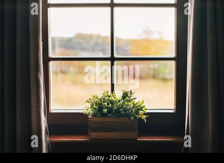 Plantes de maison vertes dans la casserole sur le seuil de fenêtre. Maison de campagne avec fenêtre d'époque et rideaux. Banque D'Images