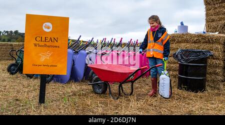 East Lothian, Écosse, Royaume-Uni, 16 octobre 2020. Potiron patches Open: Deux patchs à Kilduff Farm et Balgone Estate ouverts aujourd'hui au cours des 3 prochains week-ends avec des machines à sous à réserver, des distances sociales et des mesures d'hygiène. On s'inquiète du fait que de nouvelles restrictions du gouvernement écossais empêcheraient l'ouverture des correctifs et de la possibilité que le dernier week-end soit possible après l'examen des restrictions actuelles. Photo : Maisie Calder, âgée de 11 ans, dont la famille dirige la ferme désinfecte une brouette à la ferme de la ferme de Kilduff Banque D'Images