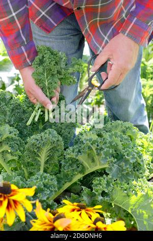 Brassica oleracea 'vert nain'. Récolte de jeunes feuilles de kale dans un potager domestique. ROYAUME-UNI Banque D'Images