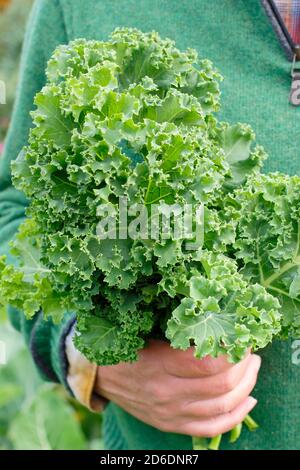 Brassica oleracea 'vert nain'. Feuilles de chou-rafles fraîchement récoltées cultivées dans la parcelle de légumes illustrée. ROYAUME-UNI Banque D'Images