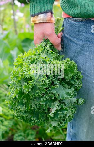 Brassica oleracea 'vert nain'. Feuilles de chou-rafles fraîchement récoltées cultivées dans la parcelle de légumes illustrée. ROYAUME-UNI Banque D'Images