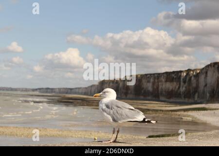 un mouette en face de la mer et la plage de la falaise d'albâtre en normandie, la france en été et un ciel bleu avec des nuages blancs Banque D'Images